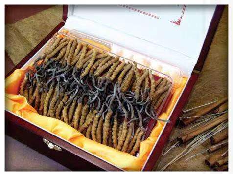 太子河冬虫夏草回收